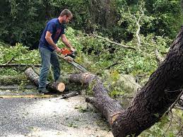 Best Tree Cabling and Bracing  in San Ysidro, NM