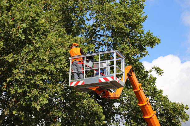Best Tree Risk Assessment  in San Ysidro, NM