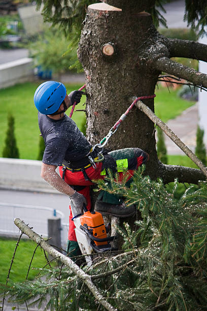 Best Hazardous Tree Removal  in San Ysidro, NM